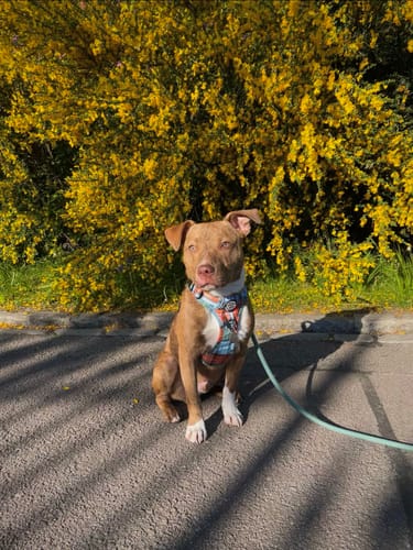 Customer photo review of Tough Trails™ Harness - Harvest Plaid