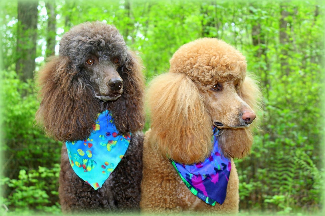 Customer photo review of Batik Paws Tie Dye Bandana