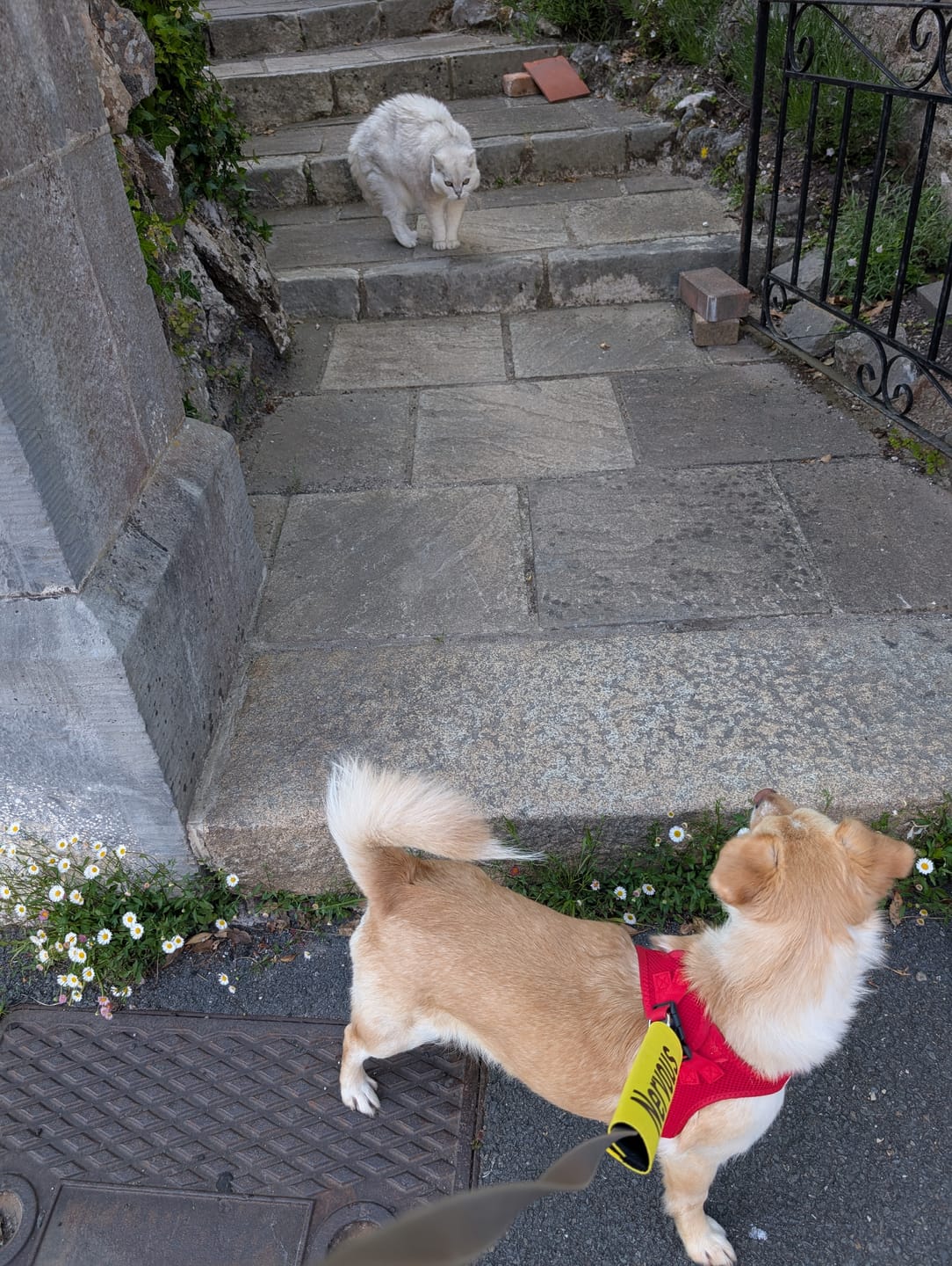 Customer photo review of Nervous Dog Yellow Lead Slip Cover