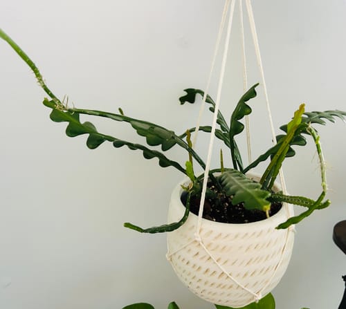 Customer photo review of Plant Food