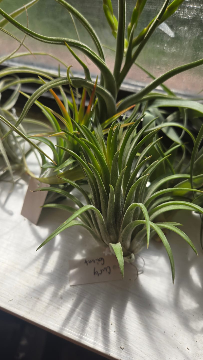 Customer photo review of Ionantha Curly Giant