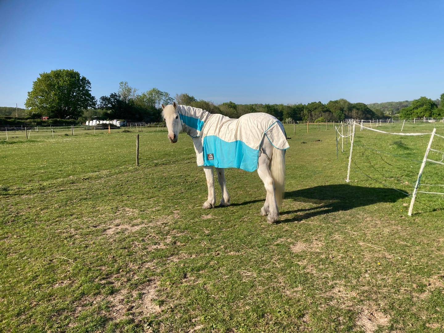 Customer photo review of Allrounder Fly Rug Combo