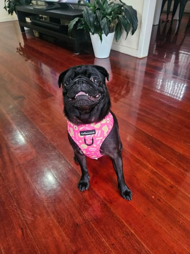 Customer photo review of TWOMOODLES HARNESS ADJUSTABLE- ARMUTTS BISCUITS
