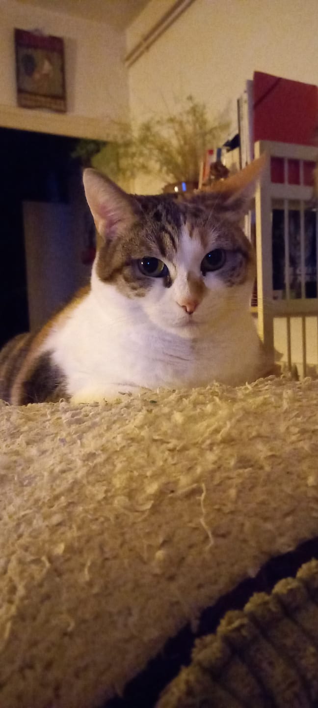 Customer photo review of Croquettes riches en poissons blancs frais (chat stérilisé)