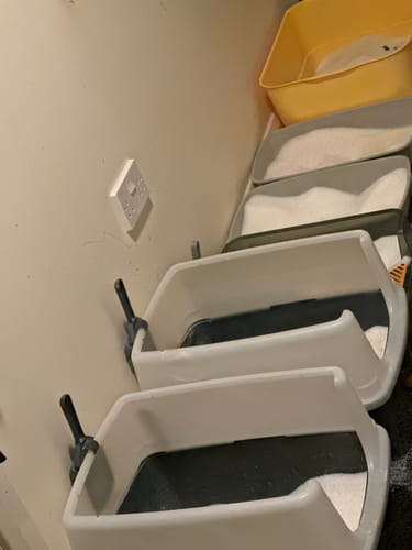 Customer photo review of 1 Month Supply - 5 Cats