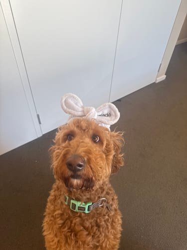 Customer photo review of Kaladé Headband (6 colours)