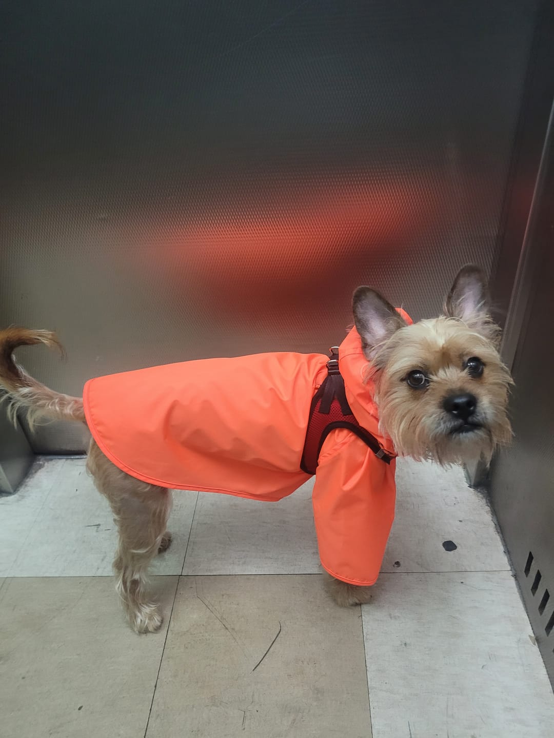 Customer photo review of Nylon Rainbreaker
