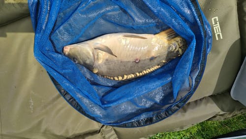 Customer photo review of PRO FEED PELLETS 1kg