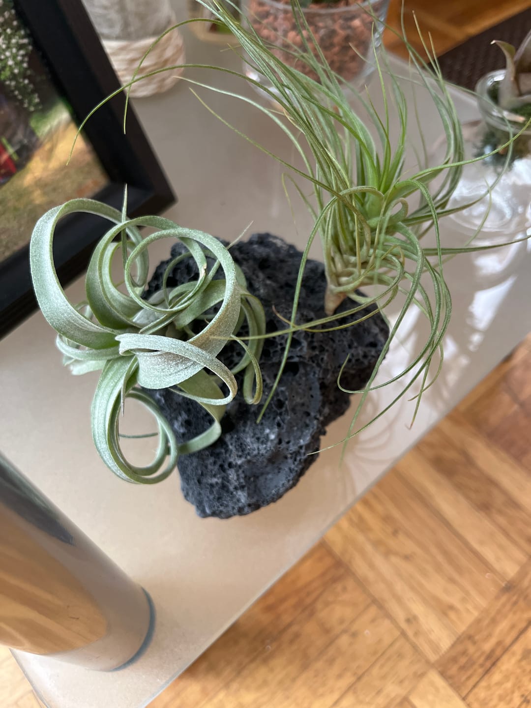 Customer photo review of Tillandsia "Curly Slim" - intermedia x streptohphylla