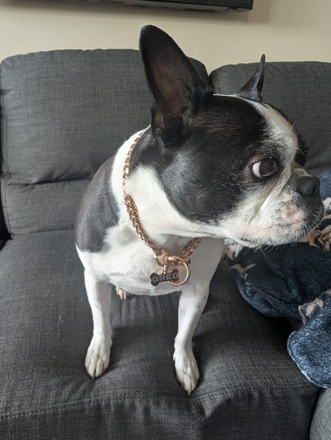 Customer photo review of BONE DOG ID TAG