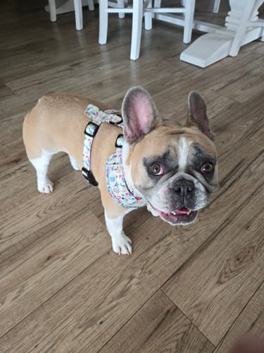 Customer photo review of TWOMOODLES HARNESS ADJUSTABLE - BEACH BLUEY