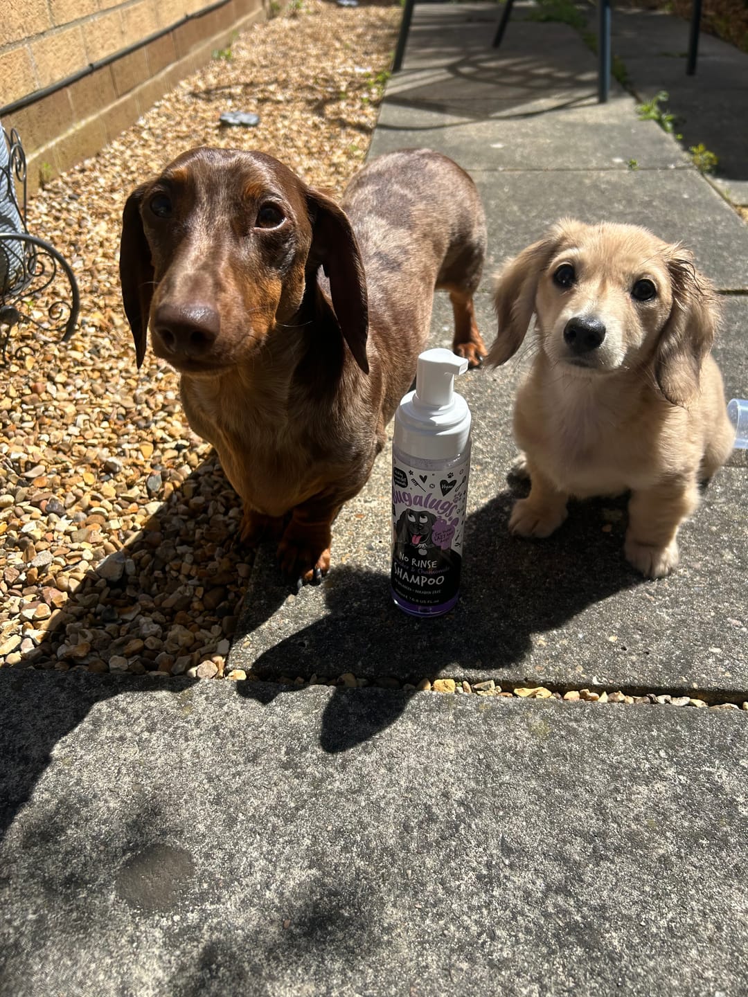 Customer photo review of No Rinse Lavender & Chamomile Dog Shampoo