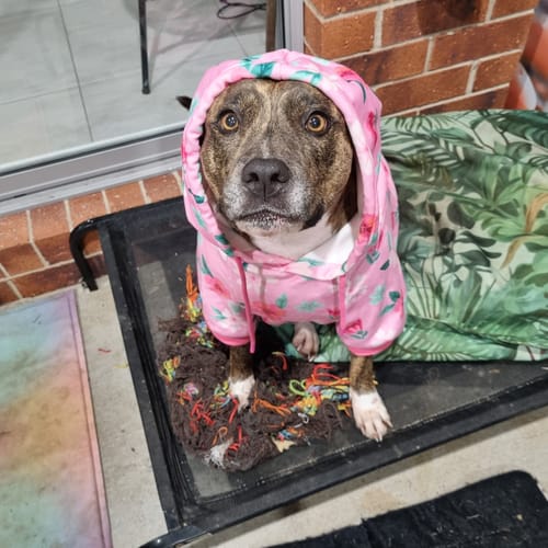 Customer photo review of Blossom Dog Hoodie - Pink