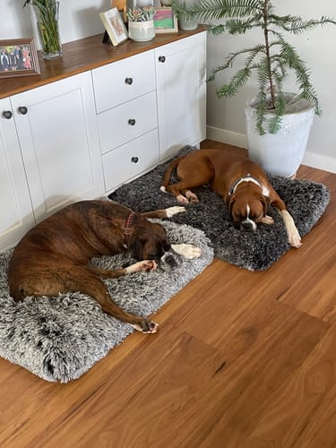 Customer photo review of PaWz Premium SuperMat Calming Bed Memory Foam Dog Mat