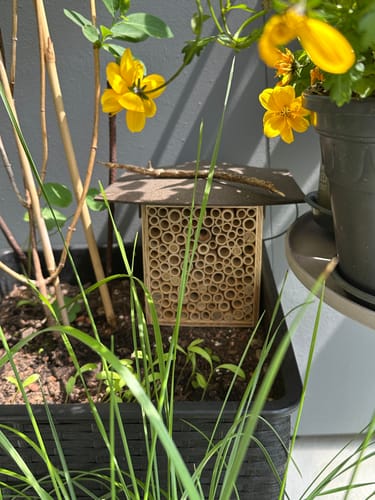 Customer photo review of BeeHome One