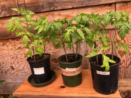 Customer photo review of PURE WORM CASTINGS