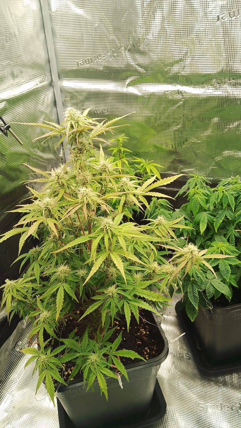Customer photo review of Super Silver Haze Hybrid F1 – Die schnellste Cannabissamen der Welt - 50 Tage von Keimung bis zur Ernte