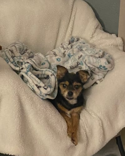 Customer photo review of DE-01 Dental Dogbiotic