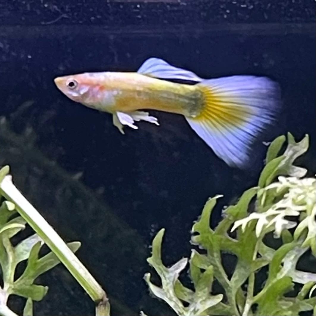 Customer photo review of Full Gold Guppy Fish