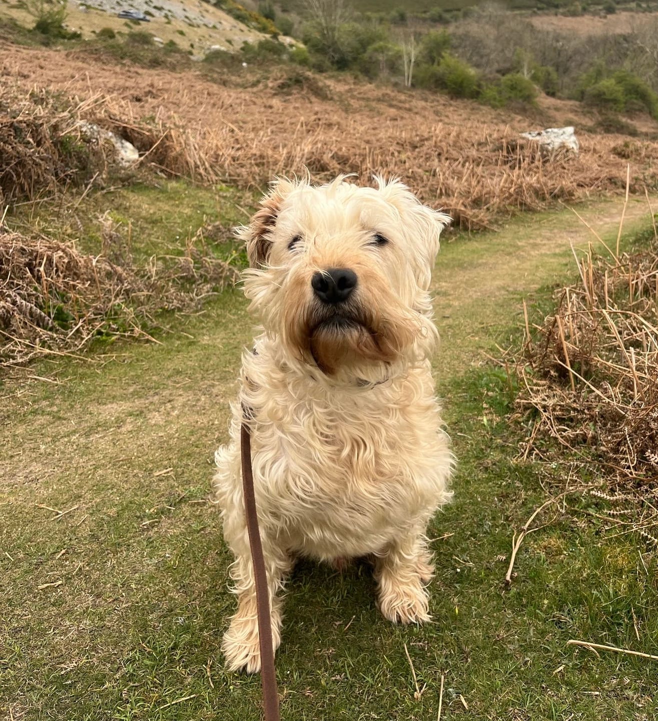 Customer photo review of Original Beef - Adult Dry Dog Food 3Kg