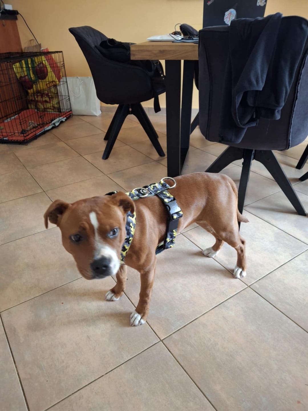 Customer photo review of Training Anti Pull TRI-Harness® | M-XL Breeds - Lightning