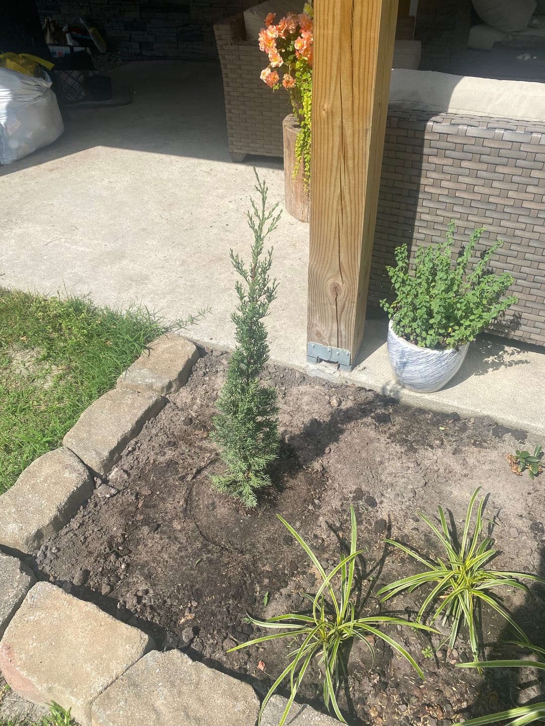 Customer photo review of Dwarf Italian Cypress, Mediterranean Cypress