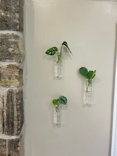 Customer photo review of Essential Propagation Planter