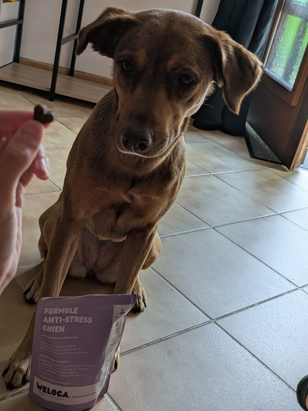 Customer photo review of Complément anti-stress  | Chien