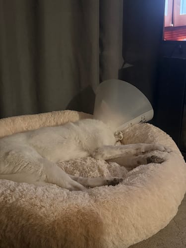Customer photo review of Cama Antiestrés para Perros