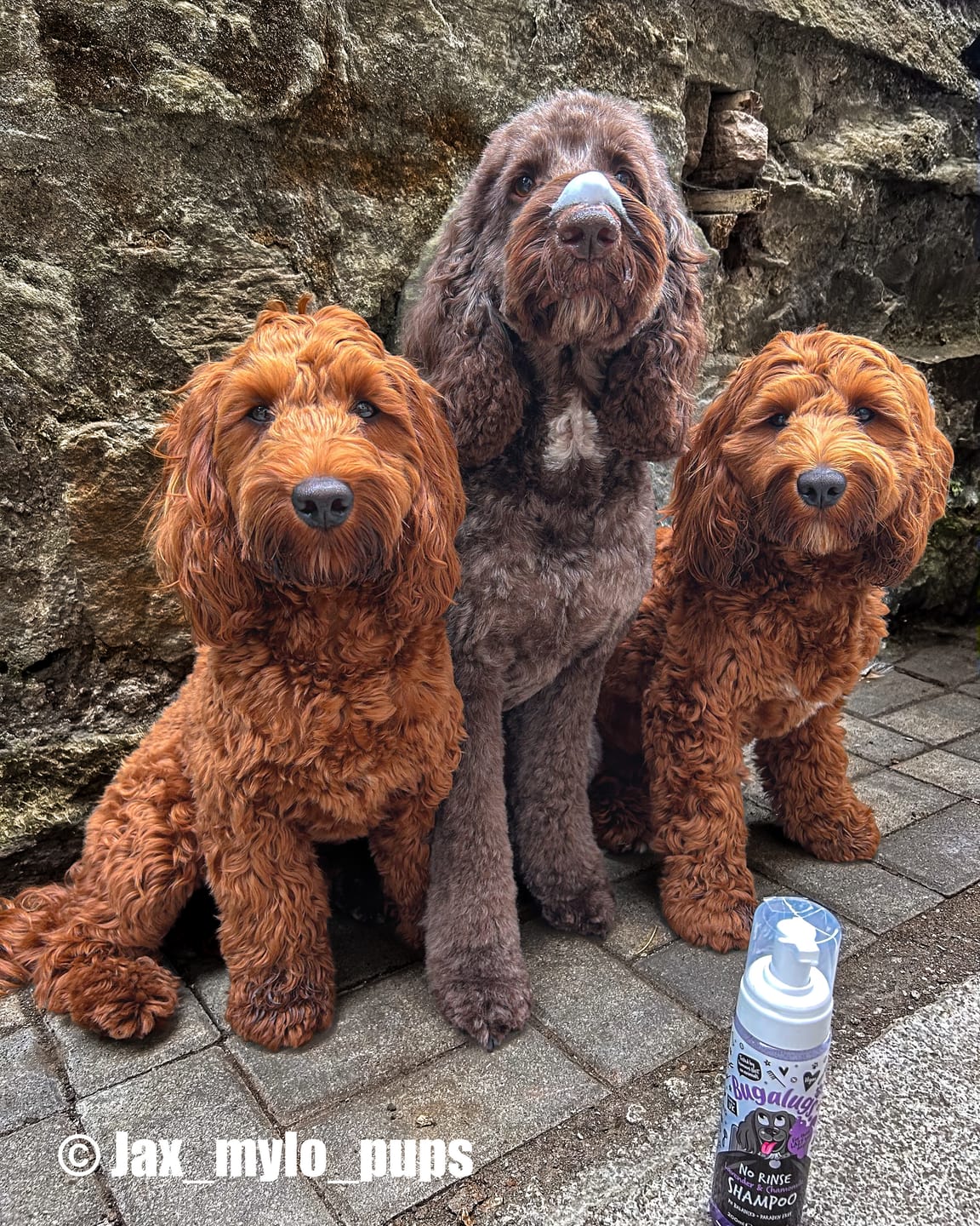 Customer photo review of No Rinse Lavender & Chamomile Dog Shampoo