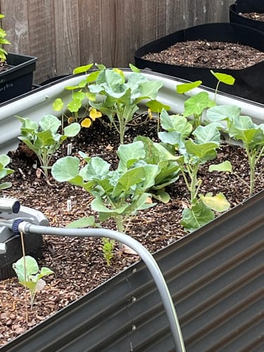 Customer photo review of Belstar Broccoli Seeds