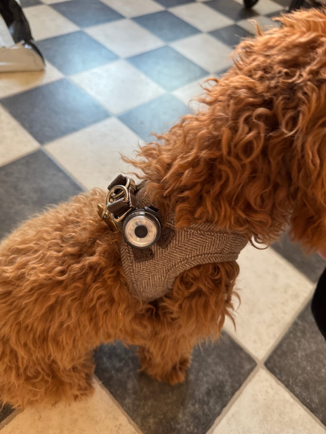 Customer photo review of Safety Light - 4-i-1 Lygte Til Hund