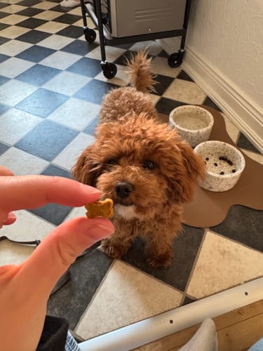 Customer photo review of Snack'it - Semi-Moist Mini Bones m. Ost, 500g