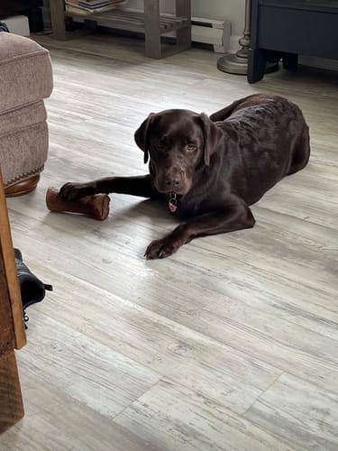 Customer photo review of 12-inch MONSTER Braided Bully Stick
