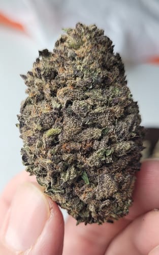 Customer photo review of Aurora Indica