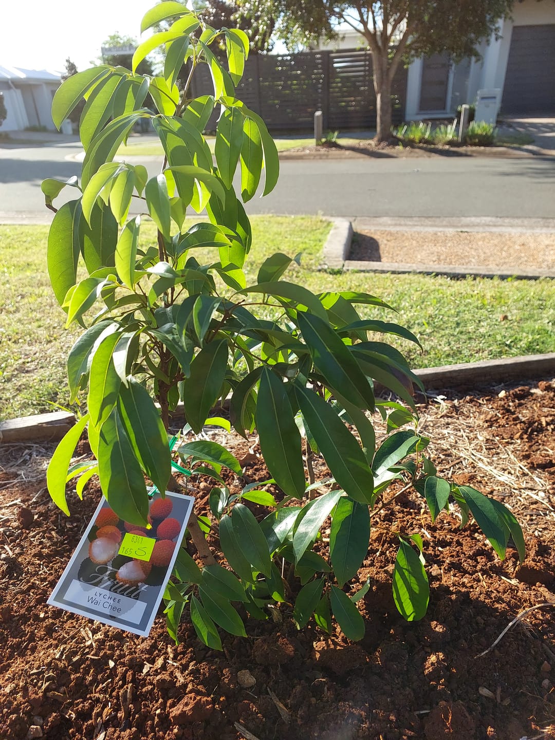 Customer photo review of Dwarf Lychee - Wai Chi