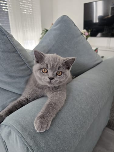 Customer photo review of Naturreines Katzenstreu - Angebot