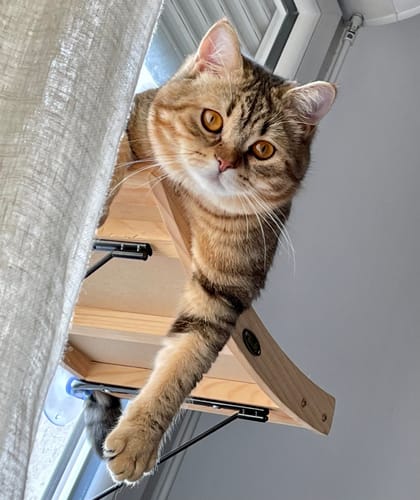 Avis photo d'un client sur Croquettes Chat Stérilisé Sans Céréales - Poulet