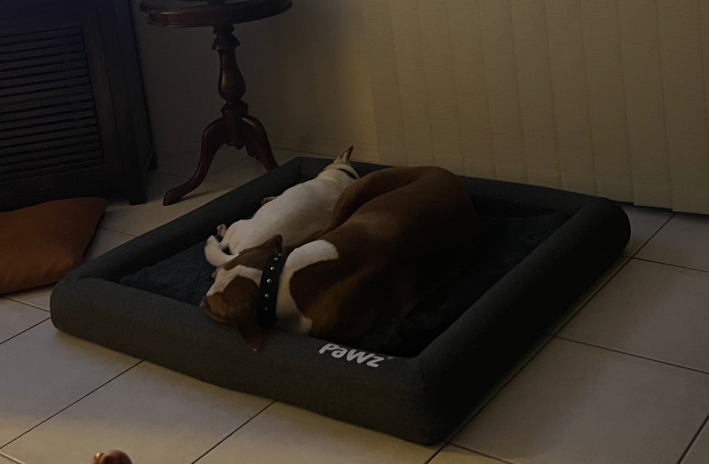Customer photo review of PaWz Premium Memory Foam Calming Dog Bed