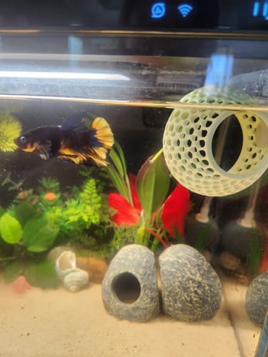 Customer photo review of Multicolor Plakat Male Betta Fish |Show Grade|  You Pick Fish