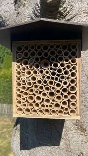 Customer photo review of Startpopulation - Kokons der Rostroten Mauerbiene