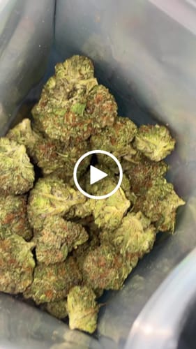 Customer video review of Gelato 41 - 28 Grams Littles - Indica