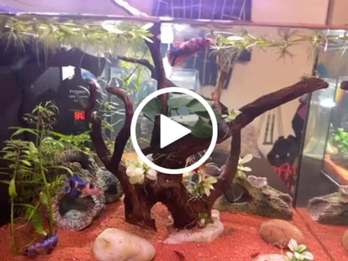 Customer video review of Koi Nemo Female Betta Fish Sorority | Successful Sorority Pack