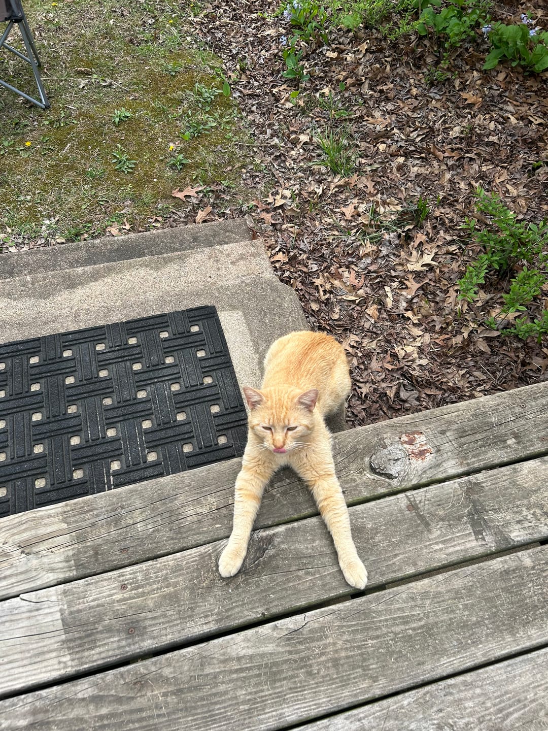 Customer photo review of Cat Arthritis & Joint Pain Relief Remedy