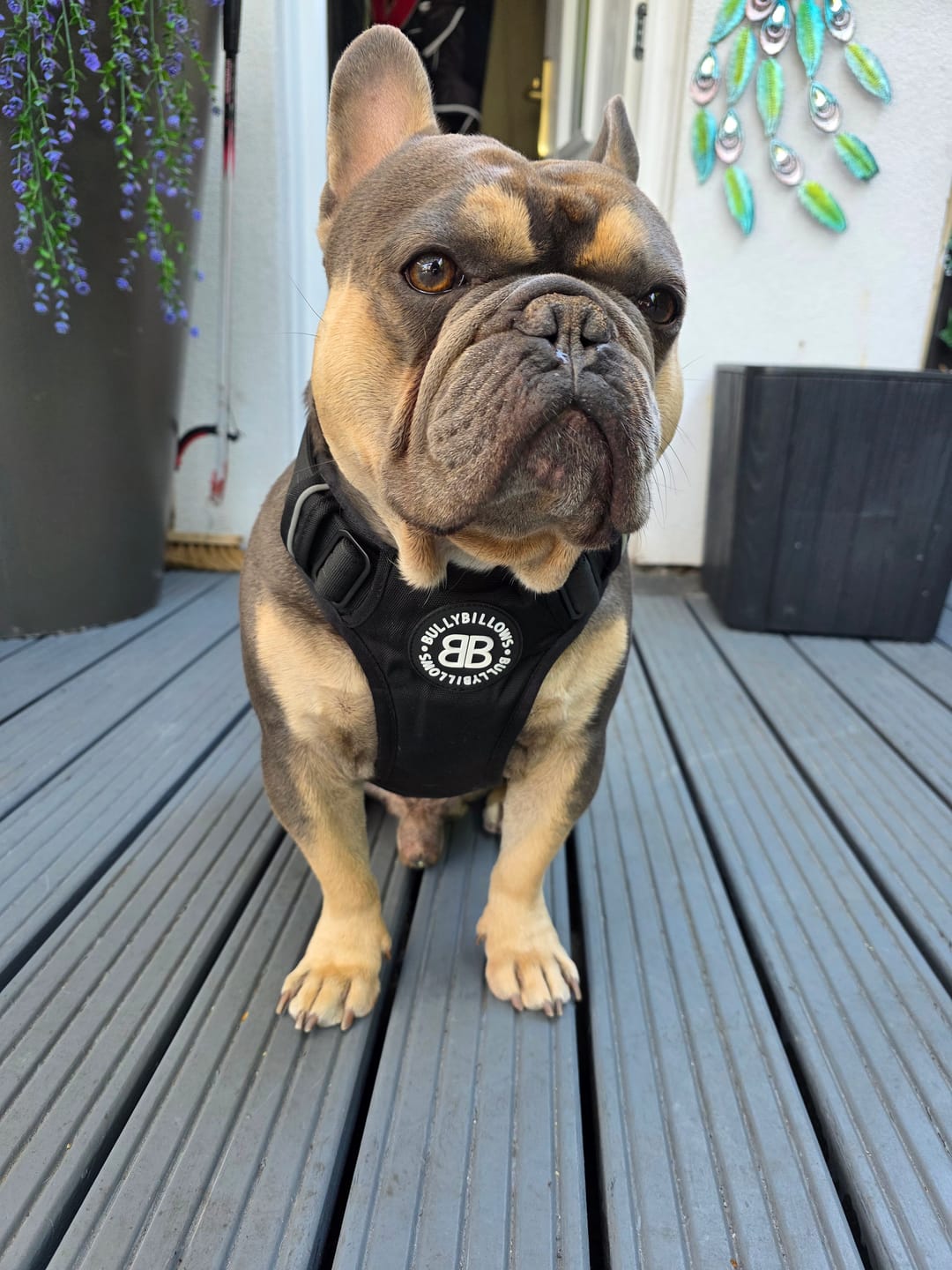 Customer photo review of Comfort Premium Harness | Non Restrictive - Black