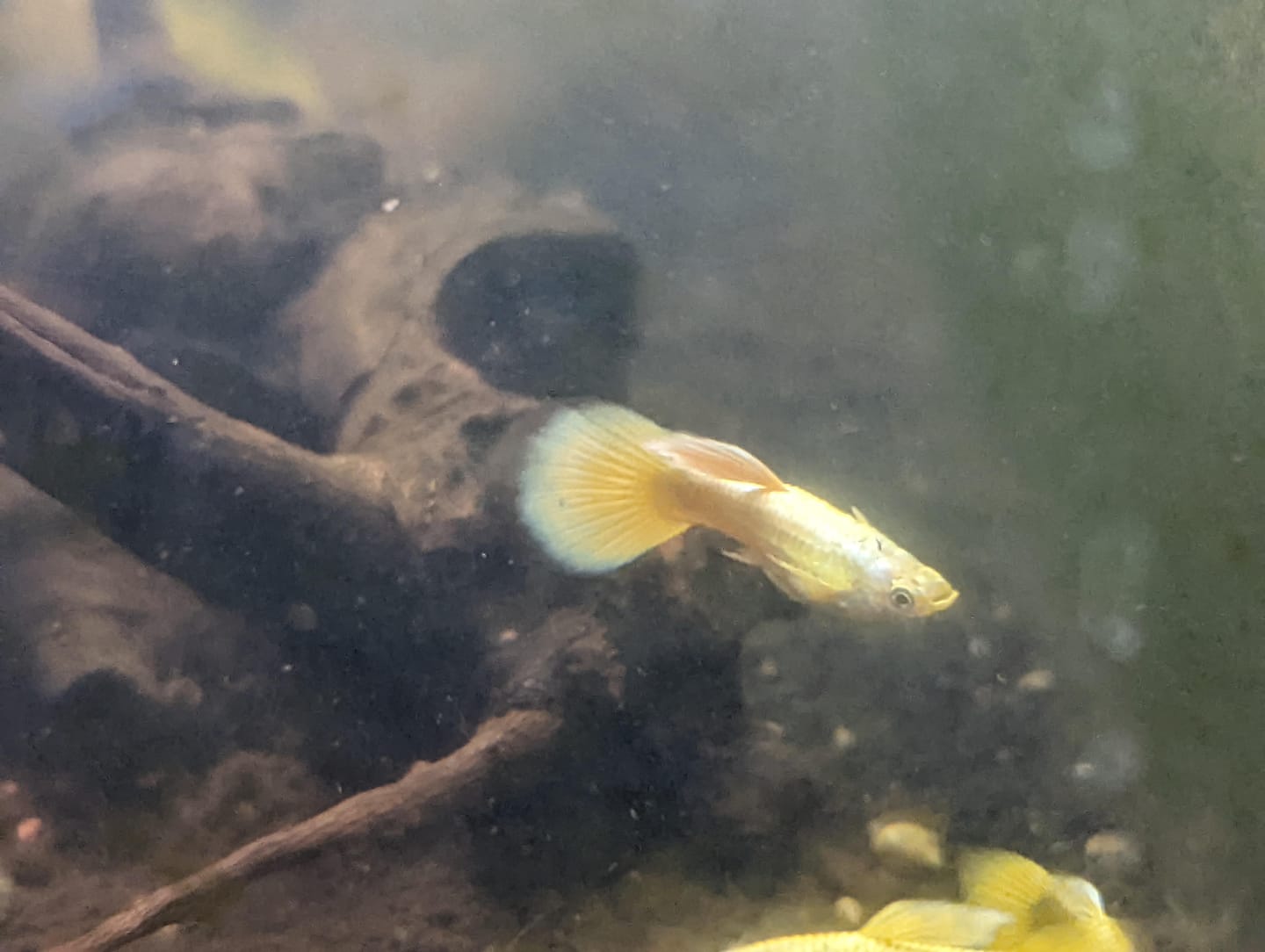 Customer photo review of Full Gold Guppy Fish