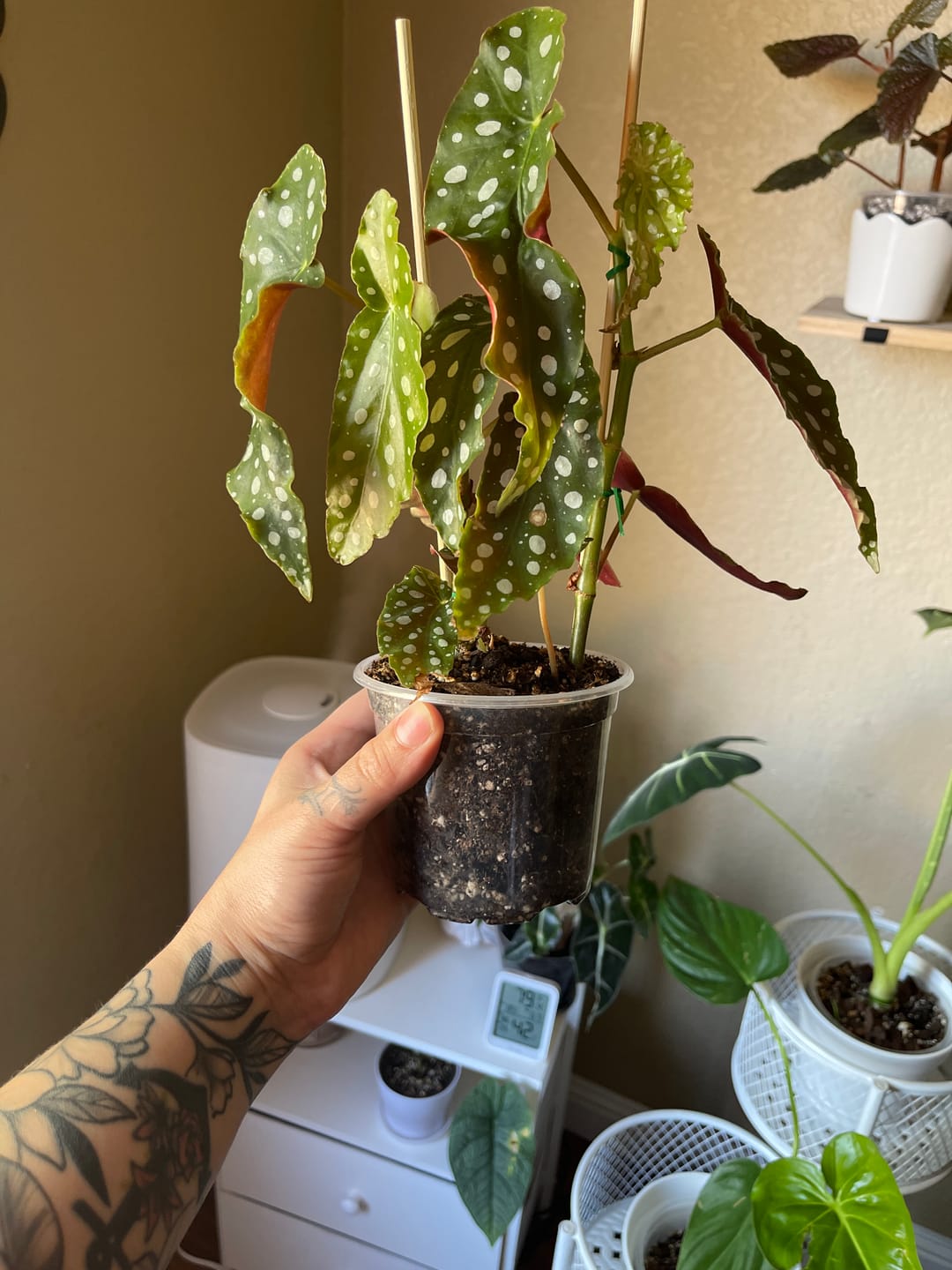 Customer photo review of Begonia maculata