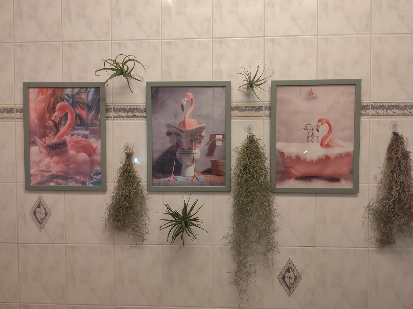 Customer photo review of Tillandsia "Curly Slim" - intermedia x streptohphylla
