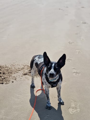 Customer photo review of Lucky Belly