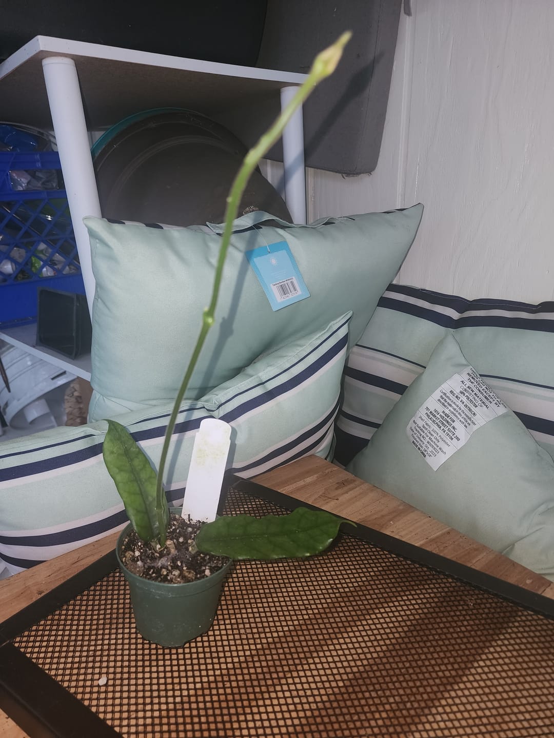 Customer photo review of Hoya globulosa/villosa
